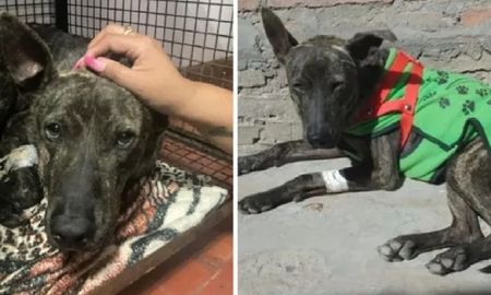 Salta: baleó a un perro y tuvo que pagar 108 mil pesos de indemnización Salta: baleó a un perro y tuvo que pagar 108 mil pesos de indemnización