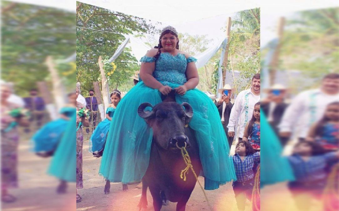 Una adolescente entró a su fiesta de 15 arriba de un búfalo y generó polémica en las redes: la acusaron de maltrato animal