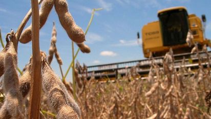 Transformar soja en ladrillos: ¿es mejor construir o comprar un departamento?