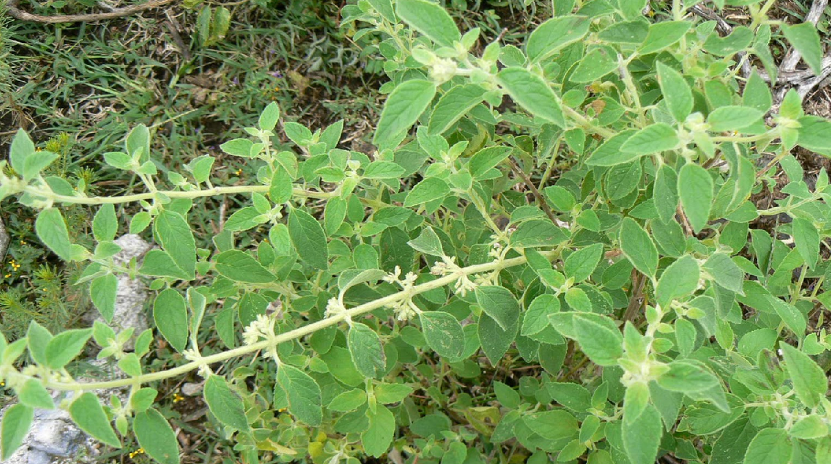 Diferentes plantas como el poleo, el burro o la menta son muy utilizadas por los cebadores.