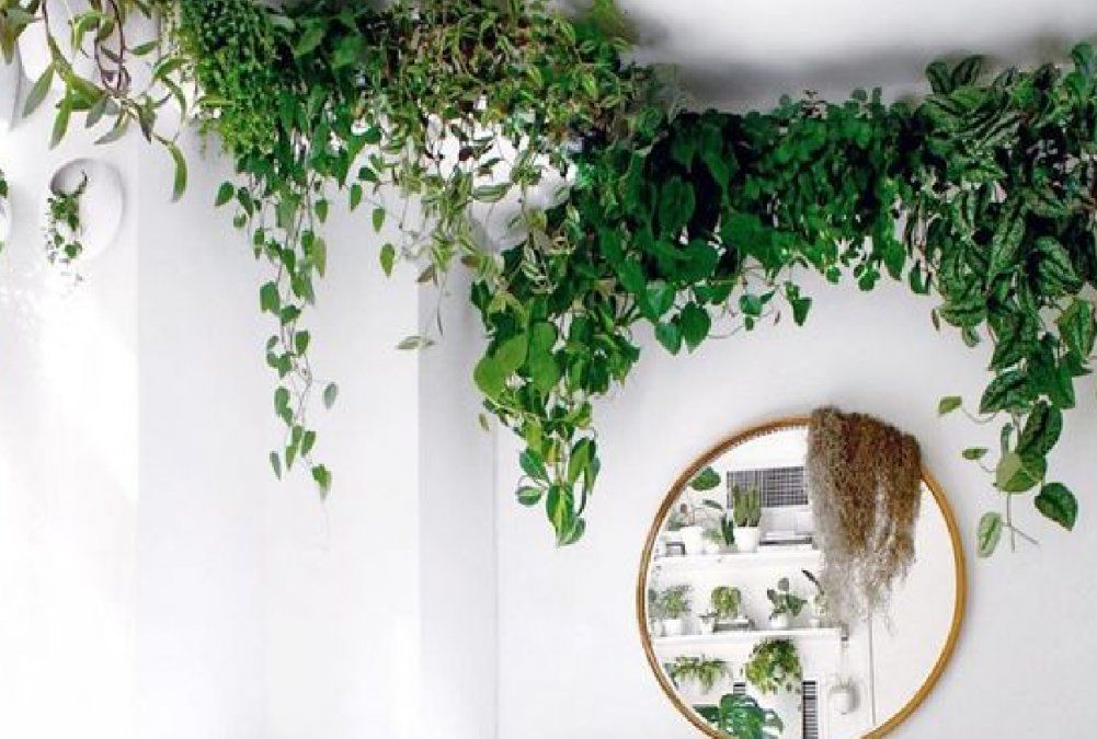 El mix enredaderas y espejos