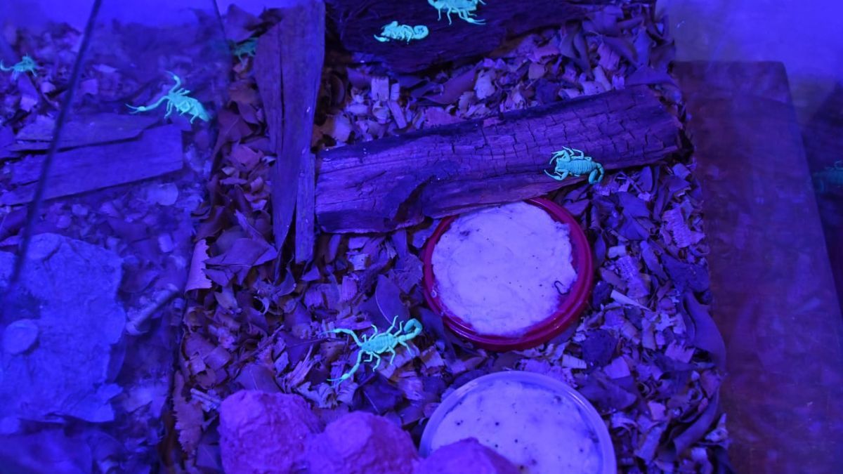 Cada alacrán puede ser utilizado varias veces para extraer veneno mediante una leve estimulación eléctrica en el telson, sin que el animal muera. Cada alacrán puede ser utilizado varias veces para extraer veneno mediante una leve estimulación eléctrica en el telson, sin que el animal muera.