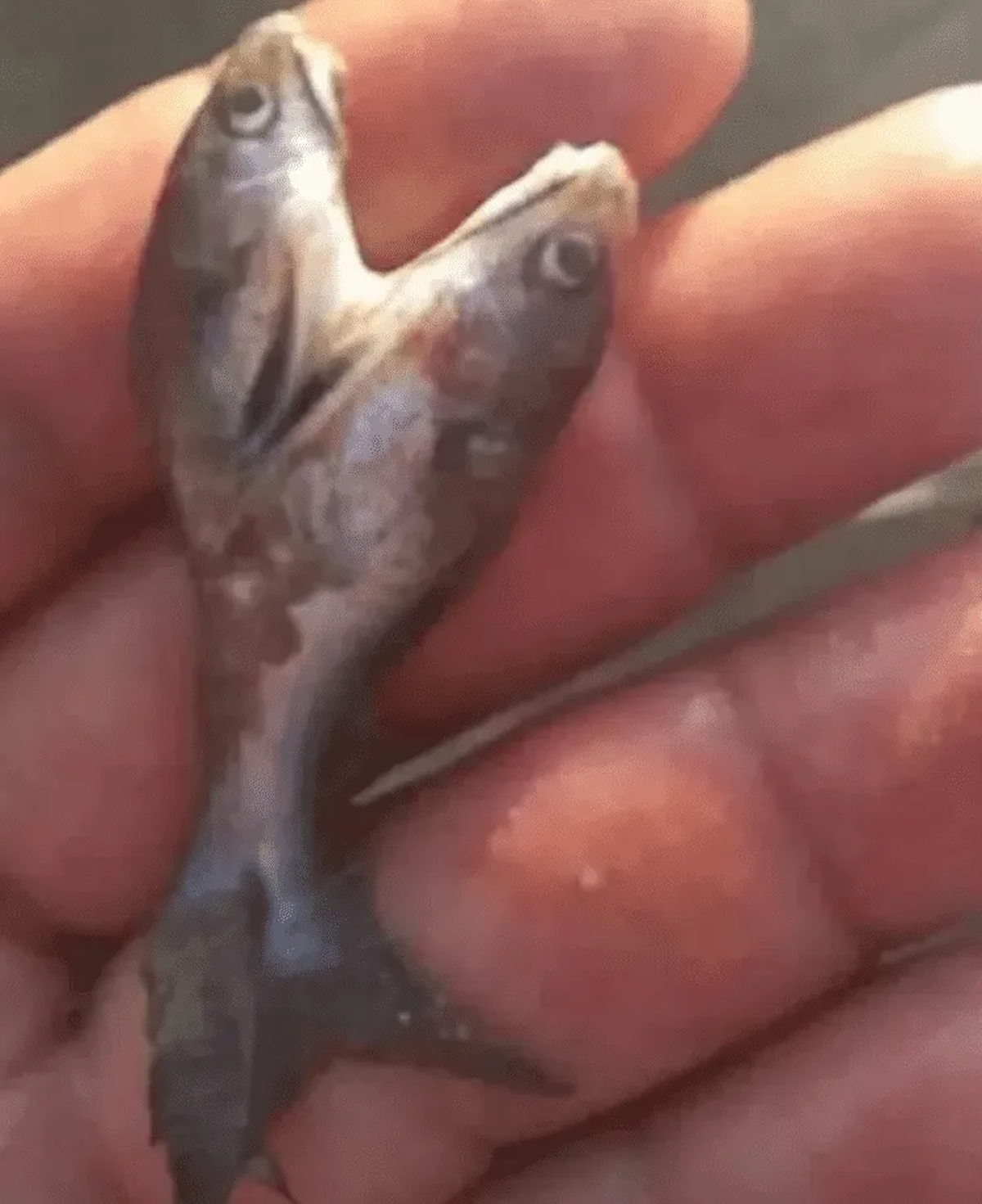 Fotografía de la mojarra con dos cabezas que pesco el hombre