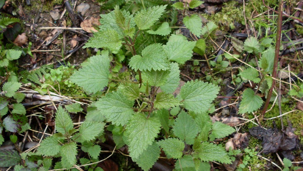 Constituye un aporte importante de sales minerales (hierro, potasio, calcio) y vitaminas. Es un recurso herbario de primer orden para tratar estados anémicos, la debilidad y la fatiga.
