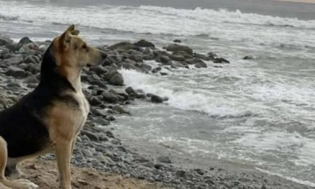 Vaguito, el perro que desde hace años va a la playa a esperar el regreso de su dueño, quien murió en el mar Vaguito, el perro que desde hace años va a la playa a esperar el regreso de su dueño, quien murió en el mar