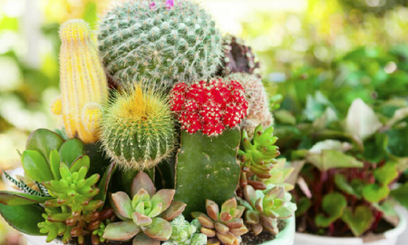 Muchas suculentas pueden dar flores espectaculares si reciben estos cuidados. Muchas suculentas pueden dar flores espectaculares si reciben estos cuidados.