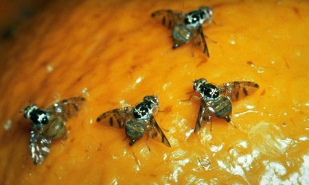 Plagas: en Jujuy existe una red de trampeo de la mosca de los frutos en 900 hectáreas de la zona de Palma Sola. Plagas: en Jujuy existe una red de trampeo de la mosca de los frutos en 900 hectáreas de la zona de Palma Sola.