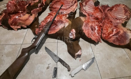 Los imputados mataron a los animales e intantaron apoderarse de más de 350 kilos de carne vacuna. Los imputados mataron a los animales e intantaron apoderarse de más de 350 kilos de carne vacuna.