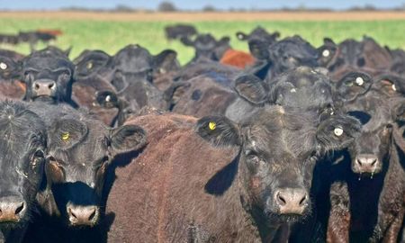 sociedad rural renovo su critica a visec carne y alerto una nueva retencion a los granos sociedad rural renovo su critica a visec carne y alerto una nueva retencion a los granos