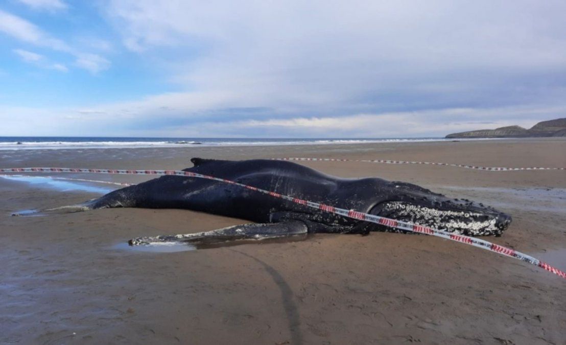 El ejemplar encallado encendió las alarmas en el gobierno chubutense.&nbsp;