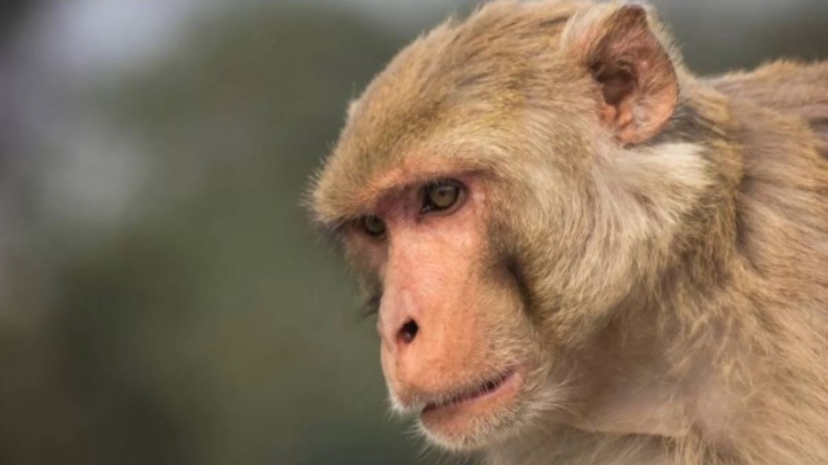 Viruela del mono: de qué se trata la enfermedad que preocupa al Reino Unido. 