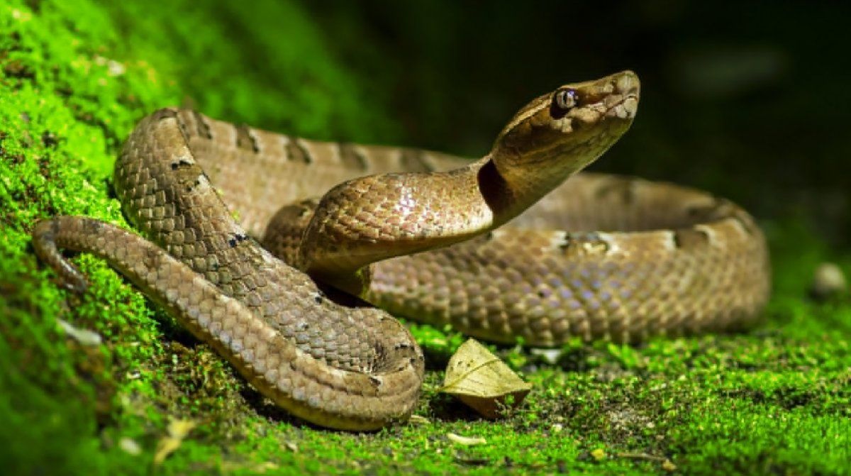 Qué significa soñar con serpientes