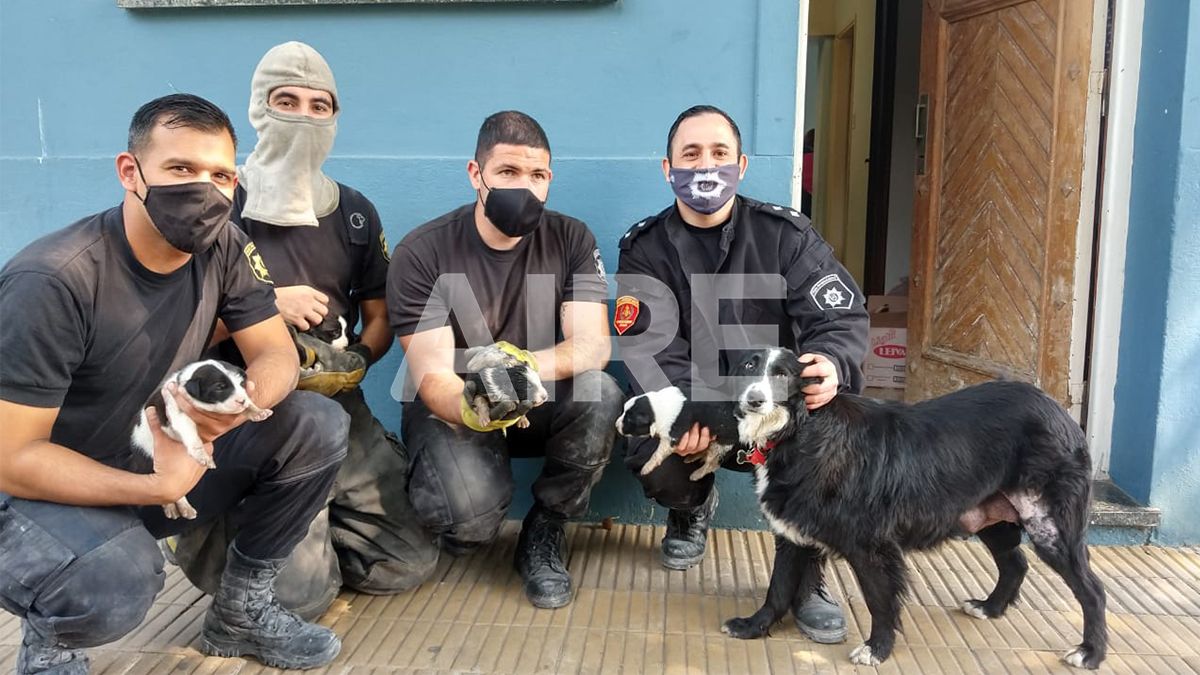 Los cachorritos fueron rescatados de la cañería por los bomberos y un colaborador de la Sociedad Protectora de Animales.&nbsp;visibility