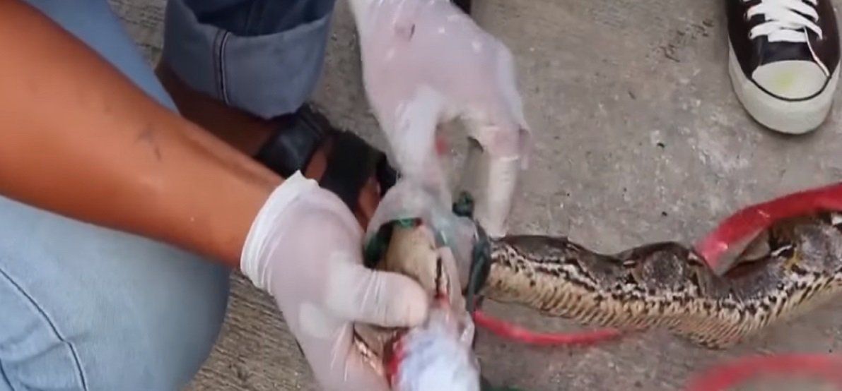 Así capturan a una pitón de más de tres metros en España