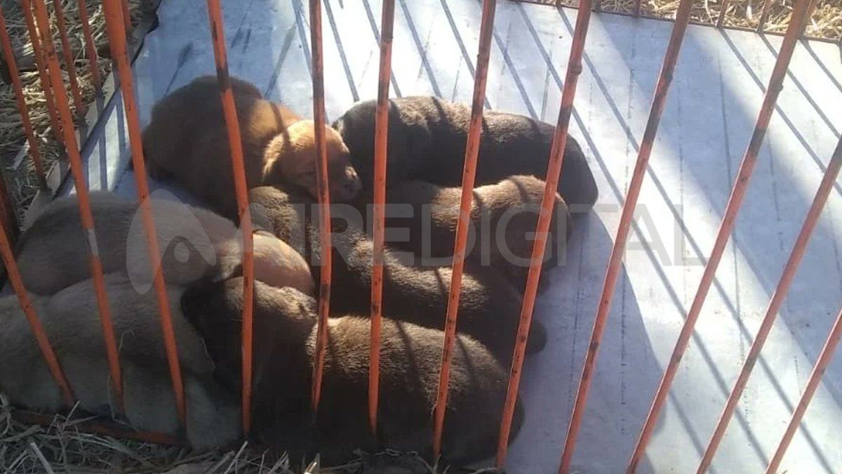 Los perros rescatados serán dados en adopción.