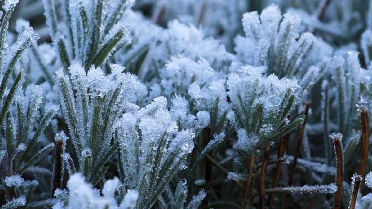 Las heladas y el frío intenso pueden dañar plantas, flores y césped si no reciben los cuidados adecuados durante el invierno.