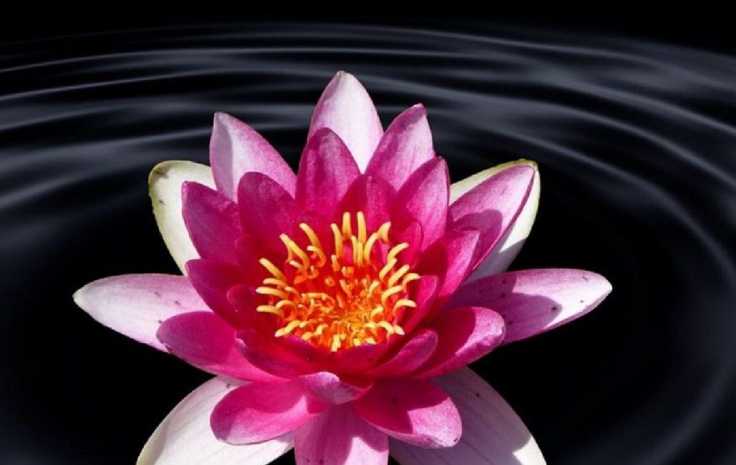 Flor de Loto: la planta que llenará tu hogar de positividad