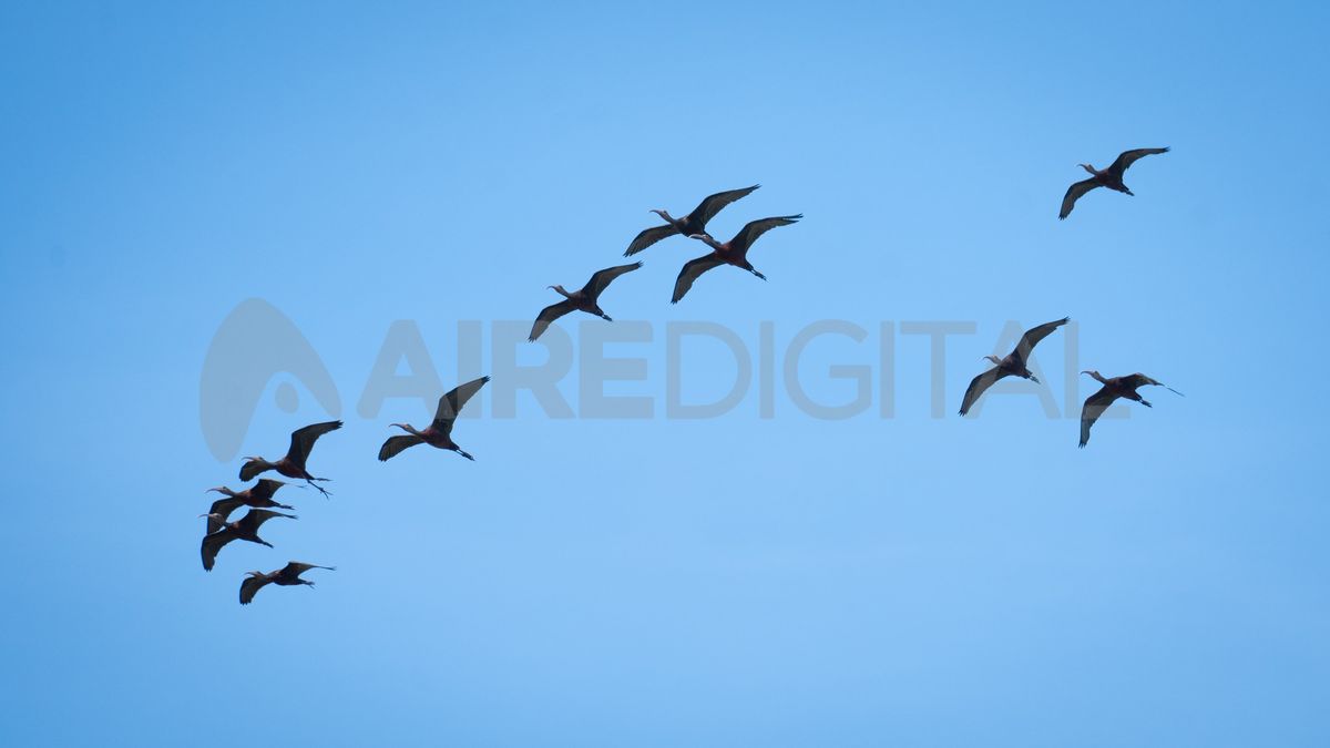 Los patos espantados por el ruido de las lanchas, alzan vuelo y despliegan sus alas brindando un espectáculo a los navegantes.
