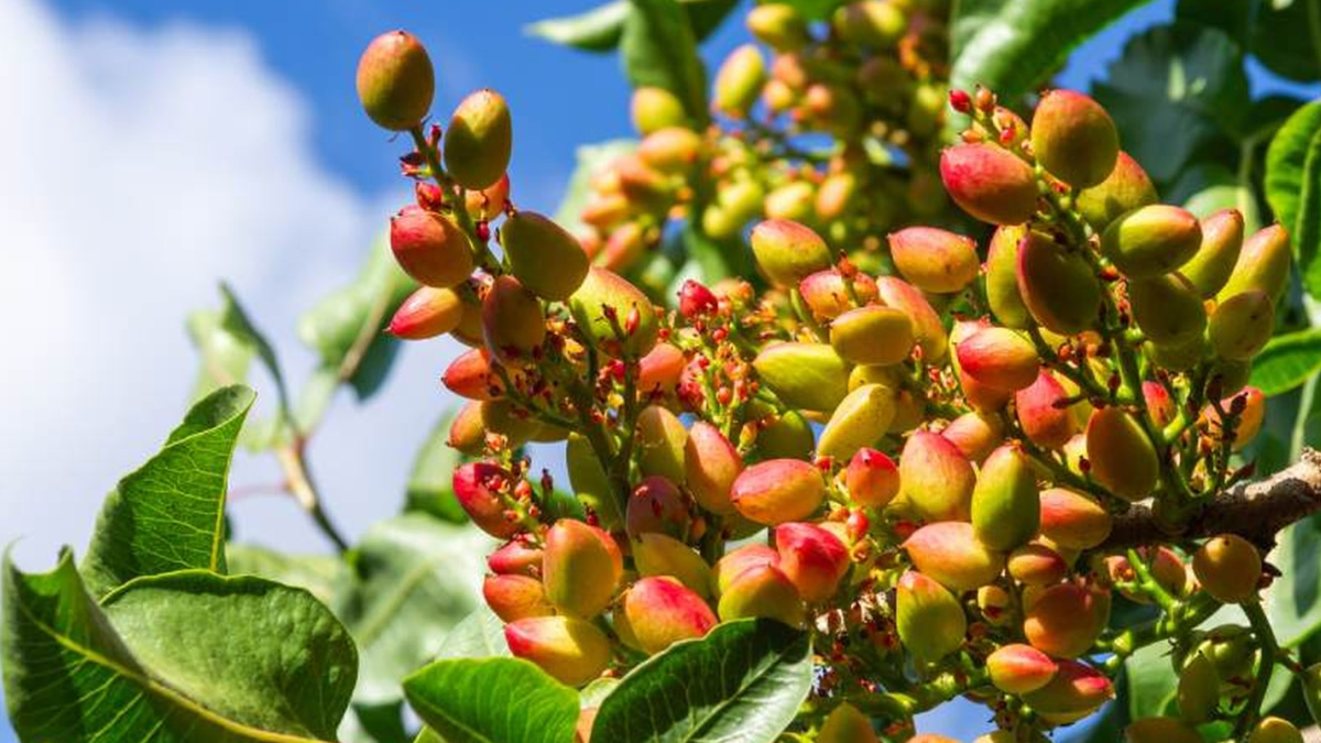 Con buenos cuidados y paciencia
