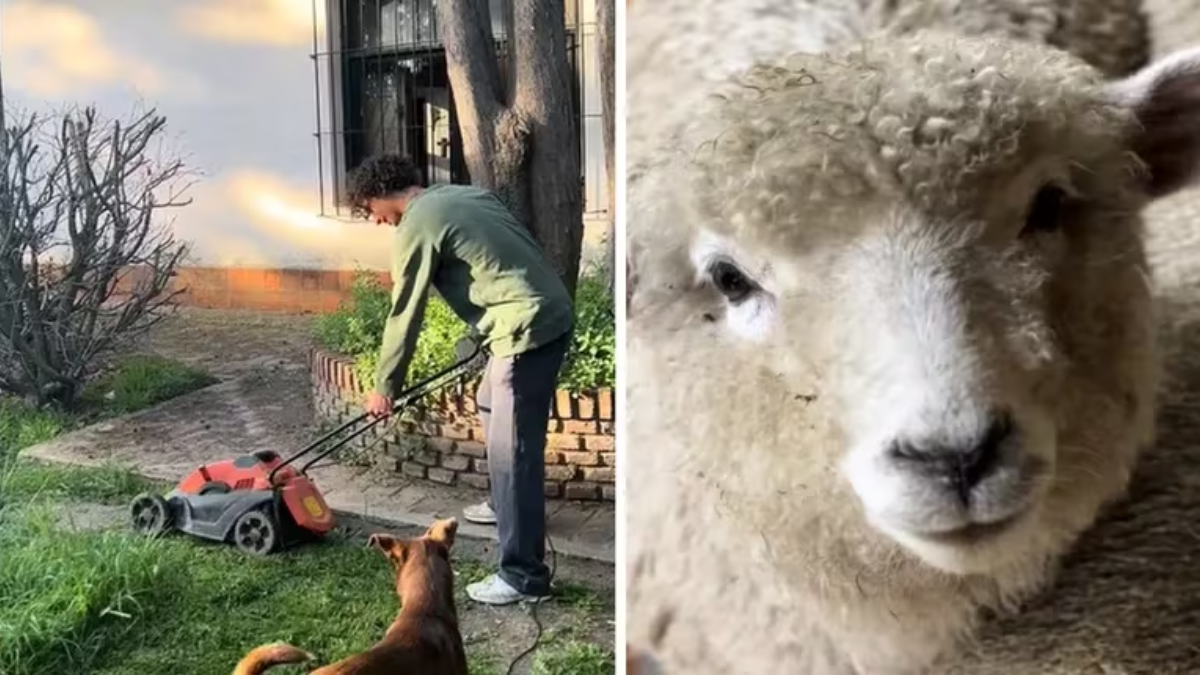 El tiktoker compartió la maravillosa idea que tuvo su hermano para no cortar más el pasto. El tiktoker compartió la maravillosa idea que tuvo su hermano para no cortar más el pasto.