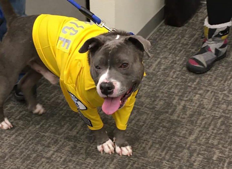 Un perro fue diagnosticado con cáncer terminal y le cumplieron un último deseo