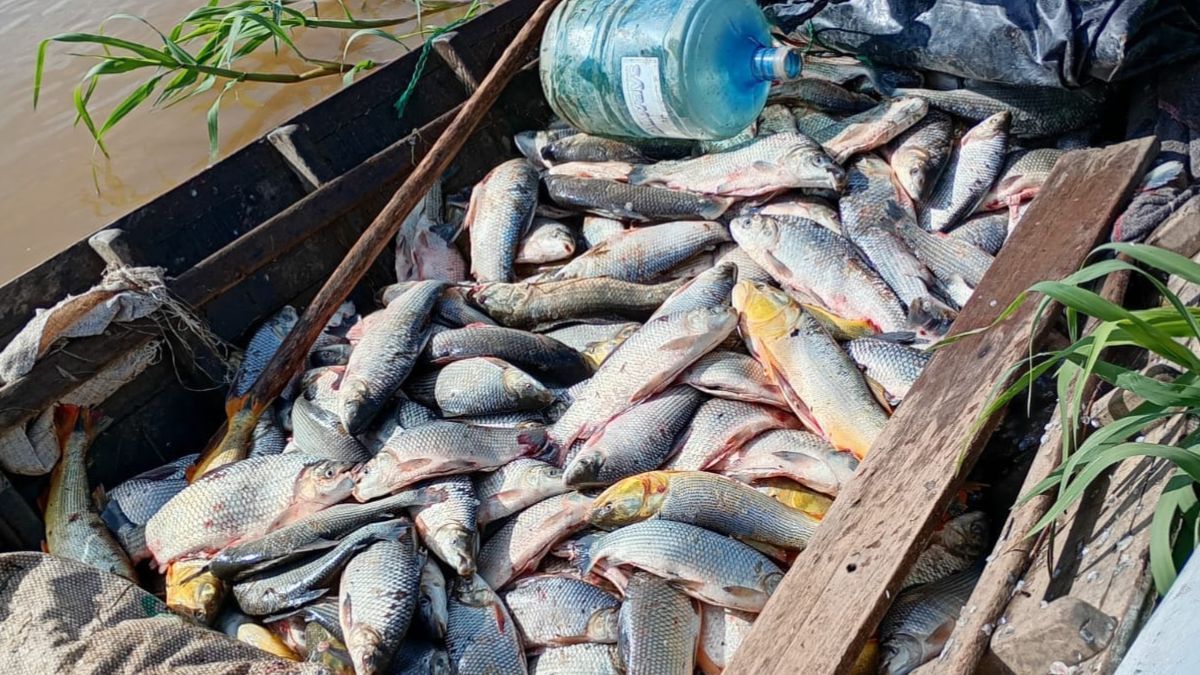 El sábalo es la especie más decomisada en Santa Fe por la pesca ilegal.