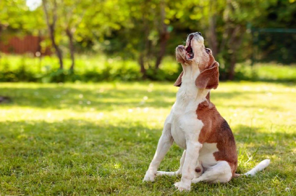 7 razones principales por las que aúllan los perros