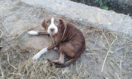 Un perro cuidó toda la noche a un hombre con Alzheimer que estaba perdido