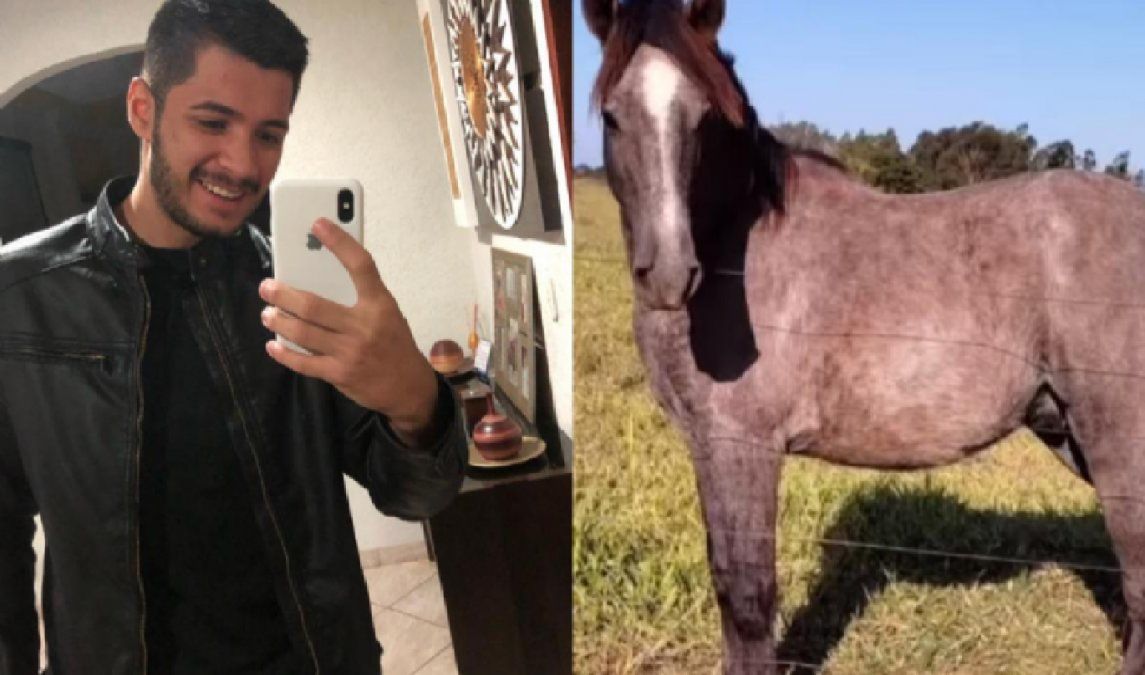 Un joven compró un caballo en una subasta estando borracho y ahora no sabe qué hacer con él: no tengo dónde ponerlo