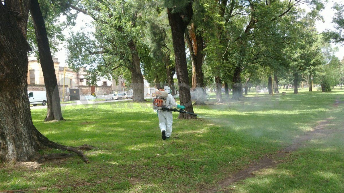 Fumigan en los espacios verdes de la ciudad para bajar la densidad de mosquitos.&nbsp;