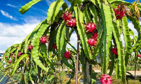 pitahaya: el fruto tropical que busca raices en el nea pitahaya: el fruto tropical que busca raices en el nea