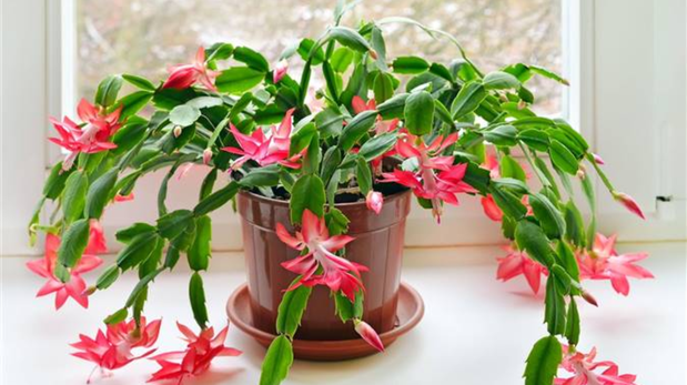 Los errores comunes por los que no florece el cactus en el hogar