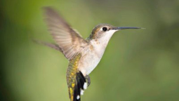 Cuántas veces por segundo aletea el colibrí