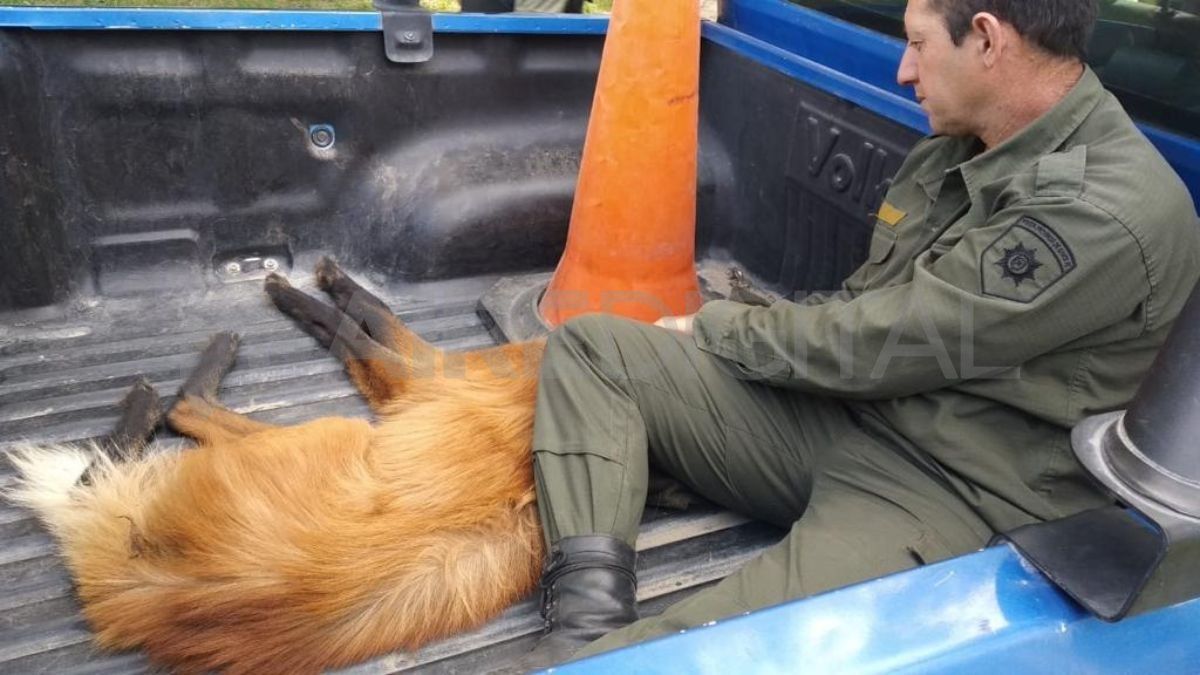 Un aguará guazú lastimado fue hallado en zona rural de Laguna Paiva