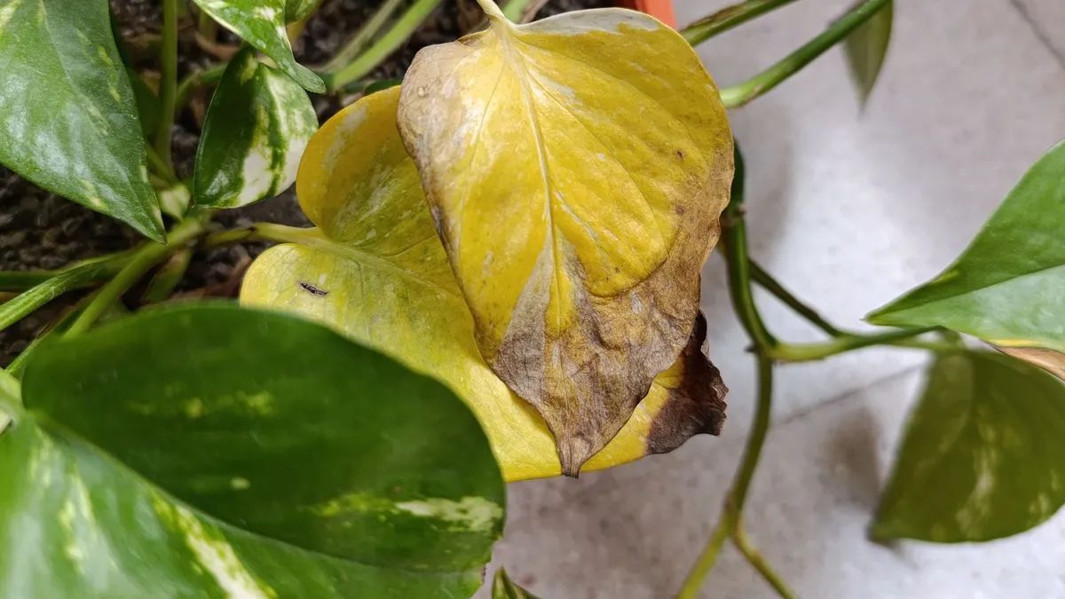 Qué hacer si las hojas del potus se ponen amarillas y cómo recuperarlas.
