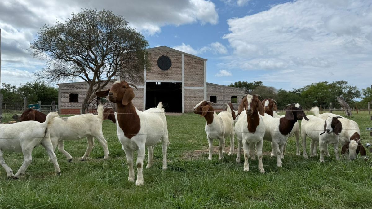 Razas ovinas y caprinas de todo el país mostrarán su versatilidad productiva y adaptabilidad en AgroActiva 2025.