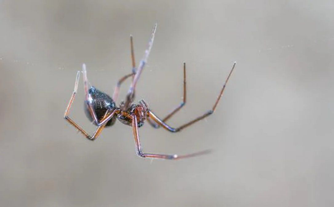 El clip se volvió furor en la red social china.