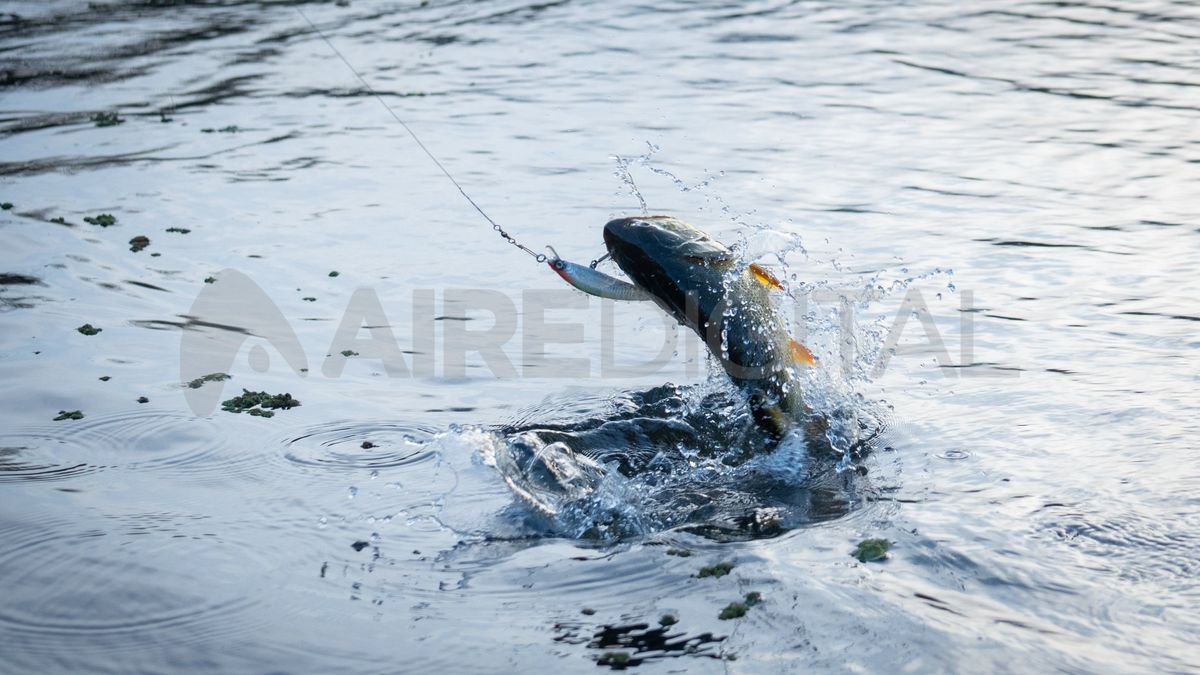 Uno de los dorados que Uno de los dorados que