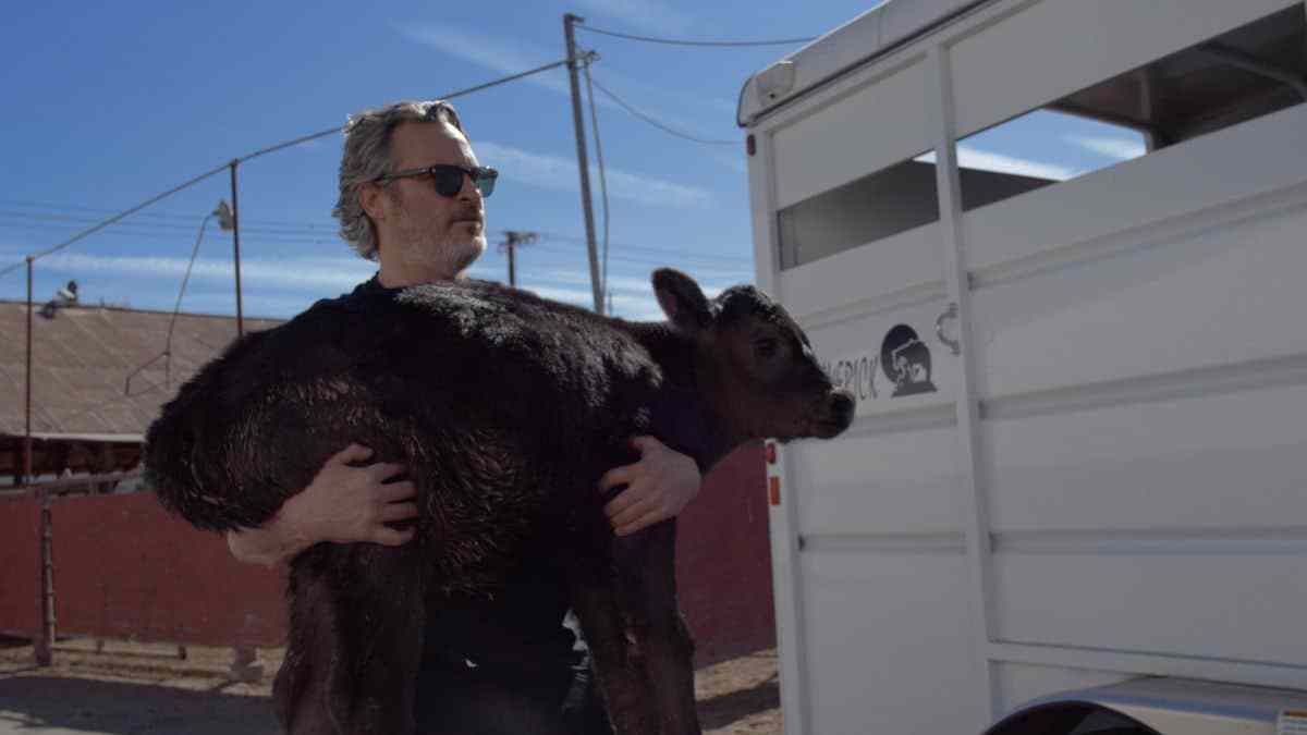 Joaquin Phoenix rescata a una vaca y su ternero de un matadero