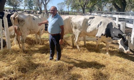 Se subastaron más de 600 ejemplares Holando Argentino de altísima calidad genética, entre los que se incluyeron vaquillonas preñadas, terneras, animales para entorar y toros.