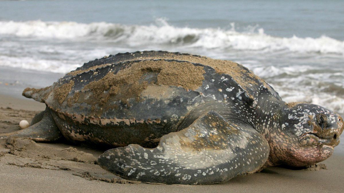 Esta variedad de tortuga es una especie catalogada como vulnerable y en peligro crítico de desaparecer en el Pacífico oriental.