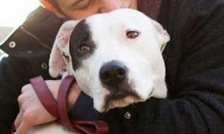 Un hombre suspendió su casamiento luego de enterarse que su novia casi mata a su perro Un hombre suspendió su casamiento luego de enterarse que su novia casi mata a su perro