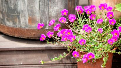 La planta que sobrevive sin agua y florece igual en pleno enero