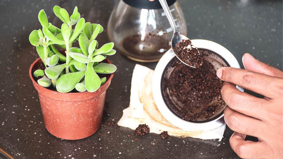 El truco mejora la fertilidad del suelo del jardín.