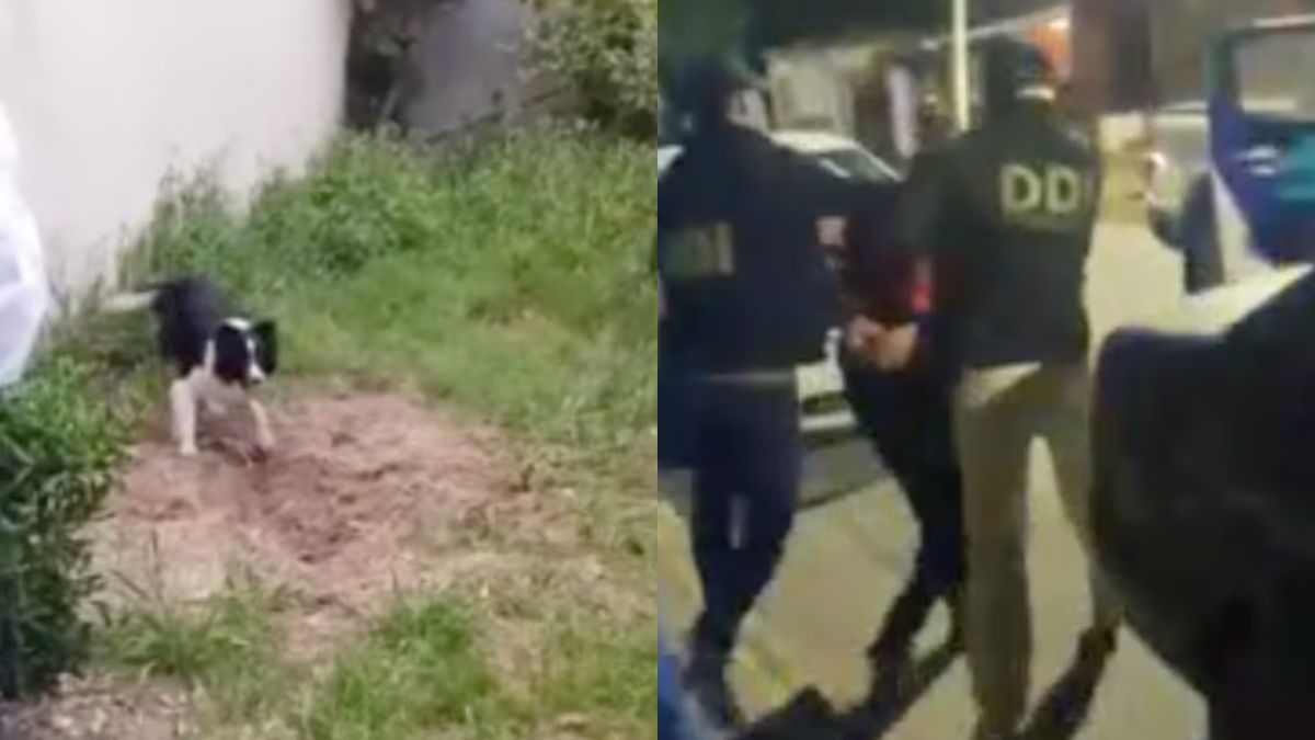 El perro rastreador detectó el lugar exacto donde fue enterrado el cuerpo de la víctima.