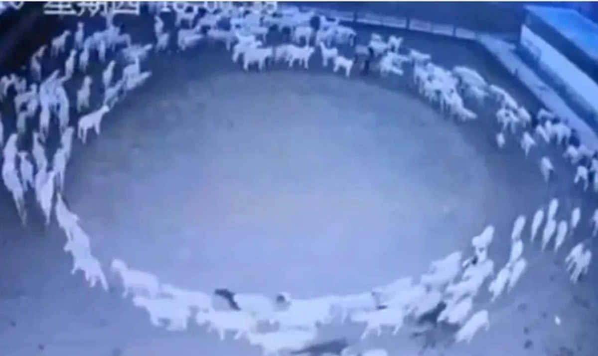 Una cámara de seguridad está captando en Mongolia, China, impresionantes imágenes en las que se observa cómo un rebaño de ovejas se mueve junto en círculo.