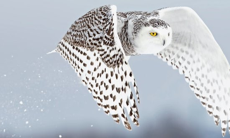 Qué significa un búho blanco Qué significa un búho blanco