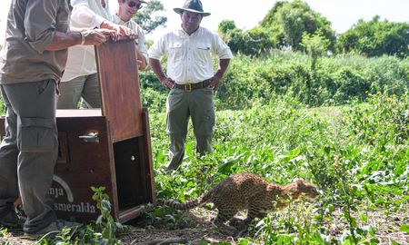 La Ministra Erika Gonnet en la liberación de los ejemplares autóctonos con el equipo de Parque Nacional Islas de Santa Fe. La Ministra Erika Gonnet en la liberación de los ejemplares autóctonos con el equipo de Parque Nacional Islas de Santa Fe.
