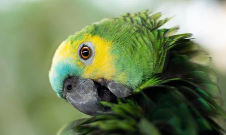 Psitacosis: cómo se transmite la enfermedad transmitida por aves Psitacosis: cómo se transmite la enfermedad transmitida por aves