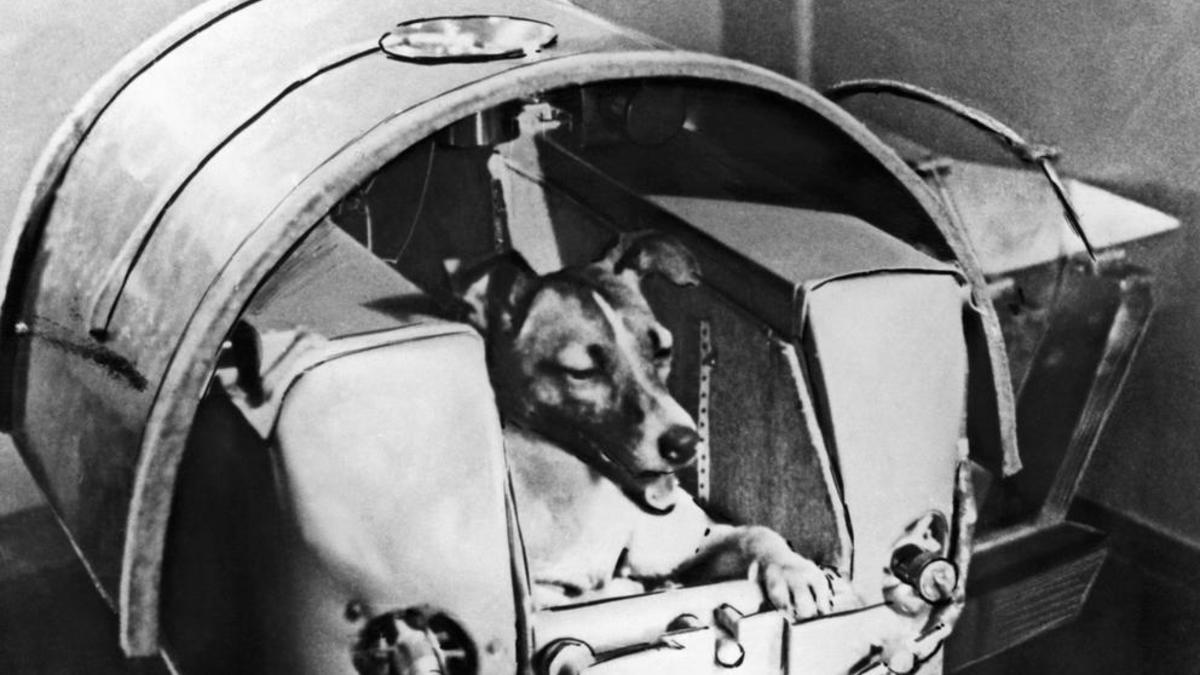 Space Dogs: el documental sobre perros callejeros inspirado en Laika